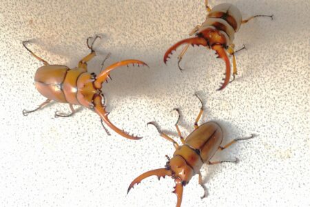 4月活動報告『飼育グループ』クワガタ羽化ラッシュ＆超便利グッズ！