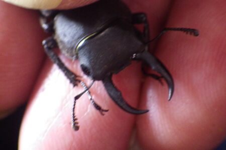 5月活動報告『採集グループ』謎の幼虫発見！？そして、クワガタシーズン開幕！