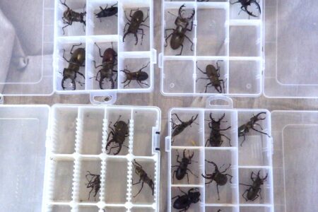 6月活動報告『採集グループ』ミヤマが大量！？気温も採集もアツいぜ！！