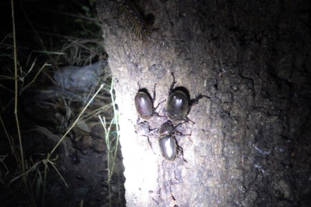 7月活動報告『採集グループ』カブトムシ現る！採集が止まらない！