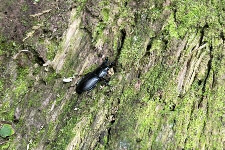 8月活動報告『採集グループ』、『飼育グループ』念願の虫をGET！＆飼育状況も！