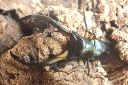 9月活動報告『飼育グループ』採集の季節からブリードの季節へ！