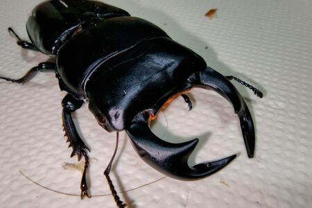 10月活動報告『飼育グループ』『雑談グループ』アンタエウスがアツい🔥＆生き物イベントに行ってきた！