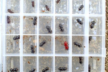 1月活動報告『飼育グループ』羽化ラッシュ！！！！