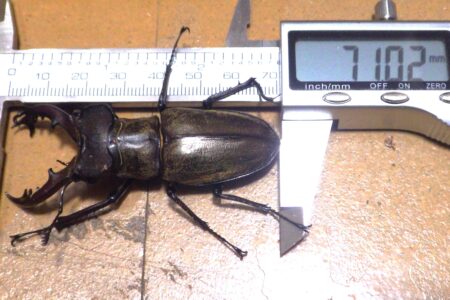 2月活動報告『飼育グループ』かっこいい個体が羽化✨