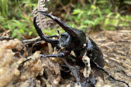 3月活動報告『採集グループ』採集解禁！？虫の季節が待ちきれない！